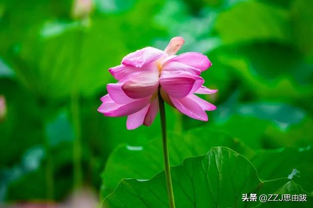 南京<a href=https://maguai.com/list/52-0-0.html target=_blank class=infotextkey>旅游</a>官方微信:李倩月遇害后，洪某曾发微信寻人，怎么看？
