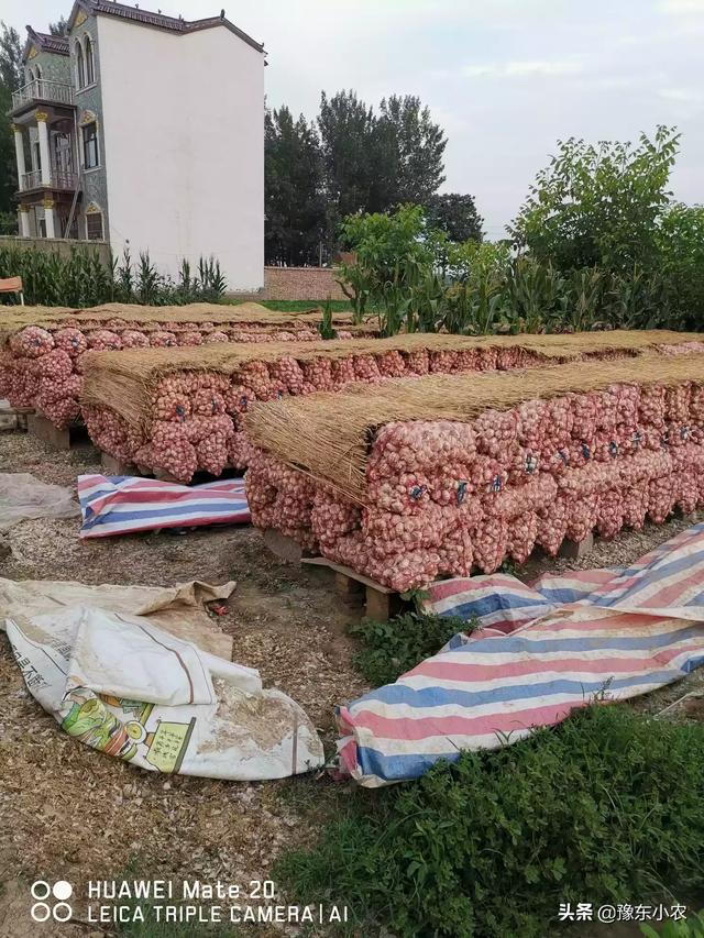 农民一亩地收入一万元是梦吗,你有什么好点子？