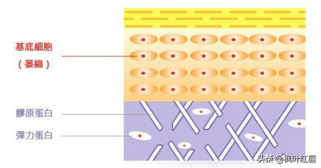 水解胶原纤脸面膜胶(水解胶原精华面膜)