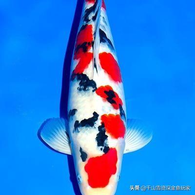 锦鲤 鱼缸尺寸:60的上循环带盖鱼缸，养7条15CM的锦鲤，挤不挤？