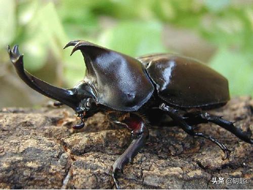 头条问答 独角仙的角断了怎么办 还能长吗 2个回答