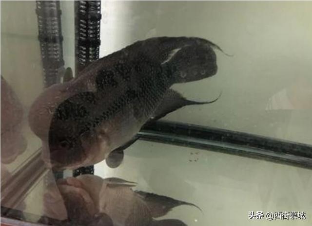 罗汉鱼腹水症状:红头孔雀鱼水肚病什么治？