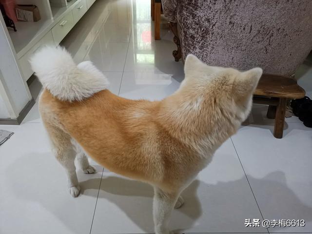 秋田犬八千图片:怎么区分秋田犬和柴犬的图片？