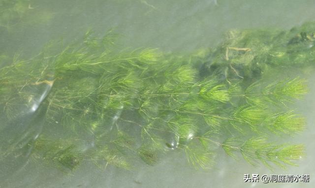 头条问答 养殖池塘里种水草好 还是不种水草好 34个回答