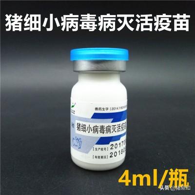 猪的细小病毒症状:后备母猪流行性腹泻可以免细小病毒苗吗？