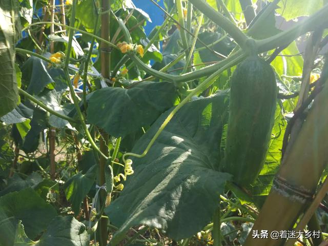 猫怕黄瓜图片gif:夏天要到了，对于蛇这种动物，你们会感到恐怖吗？