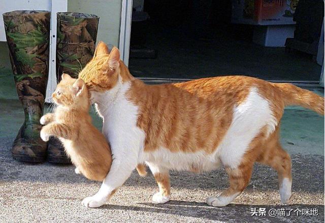 抓猫后脖颈图片