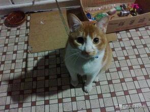 离家的猫的:猫咪长大了会离家出走吗？为什么？