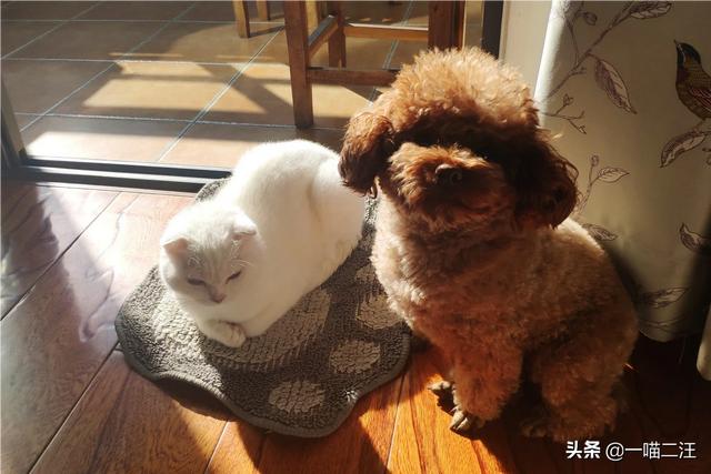 米格鲁犬遛弯能放狗绳吗:浙江宁波新规惹争议，遛狗必须纤绳戴嘴套，你支持吗？