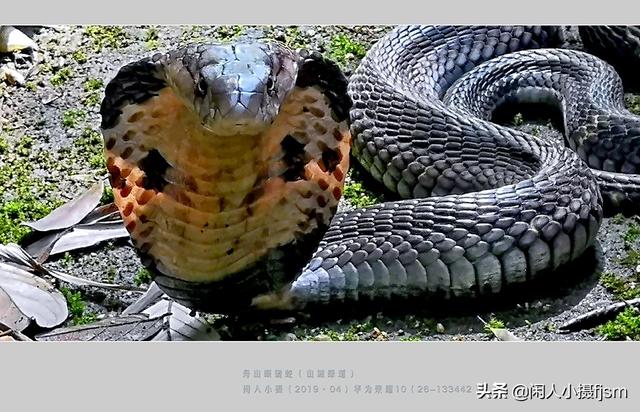 水蛇图片:你手机拍的蛇类的照片能否分享一下？