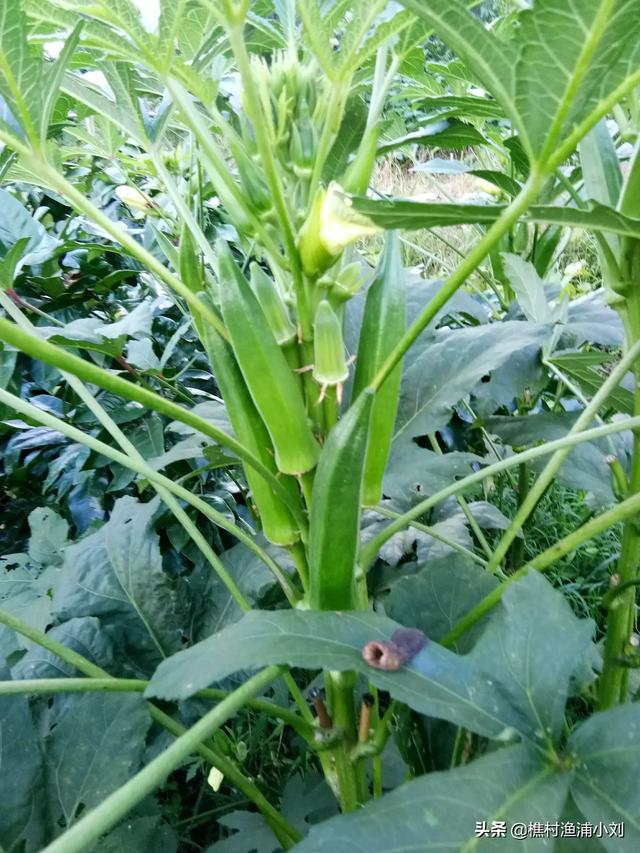 秋葵壮阳有科学依据吗，种植黄秋葵的防病虫害的方法有哪些