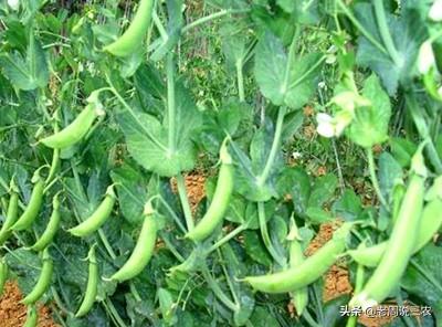 我们这里的豌豆已经开花结荚了 现在能掐尖食用吗 为什么 老周说三农的回答 头条问答