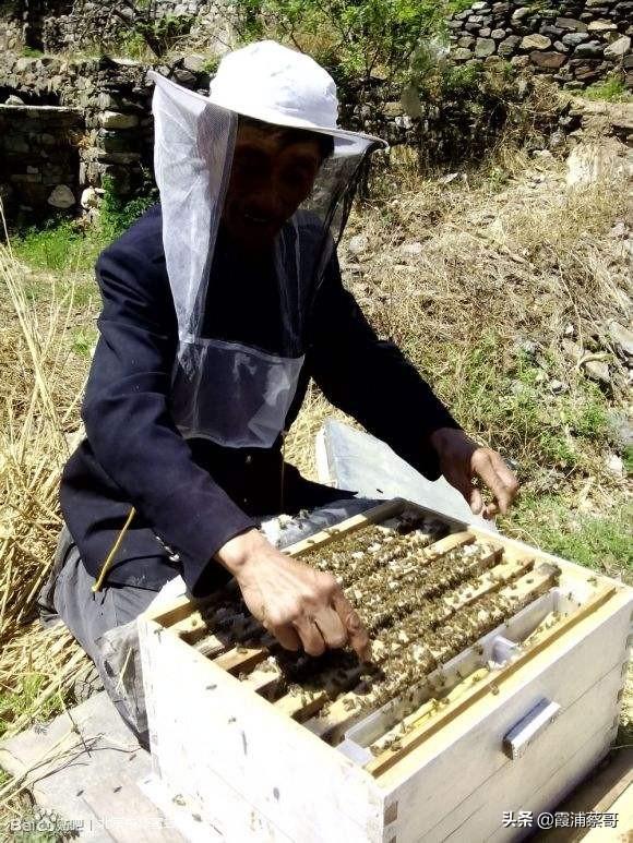 你还知道哪些有关蜜蜂的知识:养蜜蜂一年四季在管理上要注意些什么？