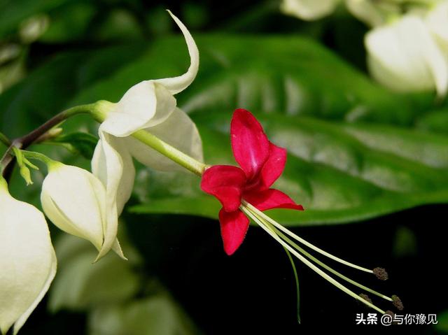 金龙吐珠结果程序:金龙吐珠视频 珠海的“耍凤鸡”是什么？