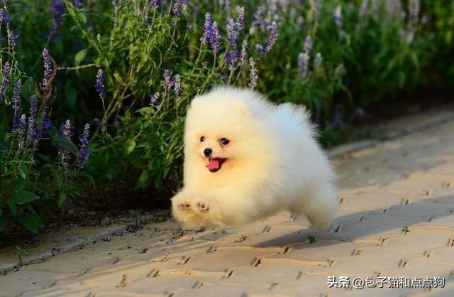纯种博美犬好养吗:博美狗狗的饲养难度高吗？