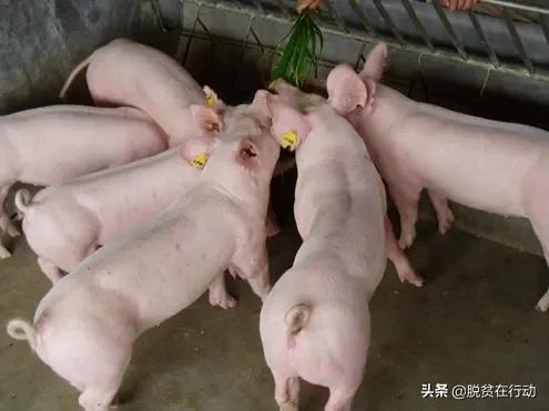 现在投资养猪,是不是一个稳赚不赔的生意？为什么？