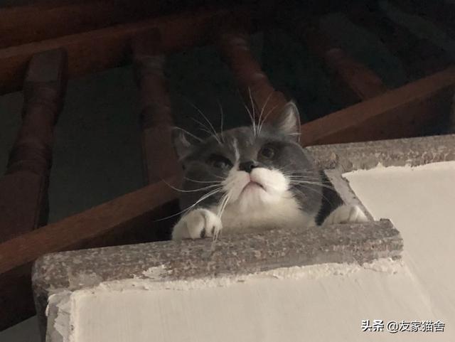 ramical金枪鱼猫粮价格:选购猫粮有什么技巧？有什么牌子的猫粮性价比高？