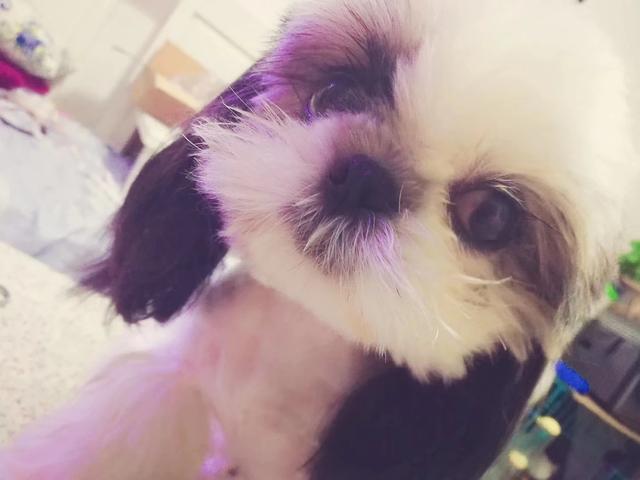 萌狗狗:养只西施犬怎么样？萌不萌？