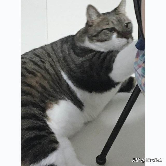 猫为什么喜欢吃鱼答案:猫为什么喜欢吃老鼠和鱼？