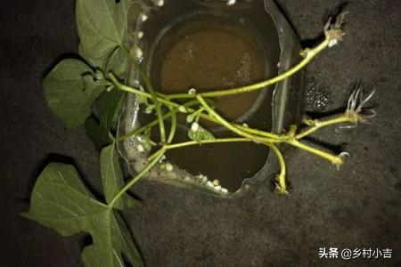 长生草属怎么养护种植:有朋友知道怎么种植毛姜吗？