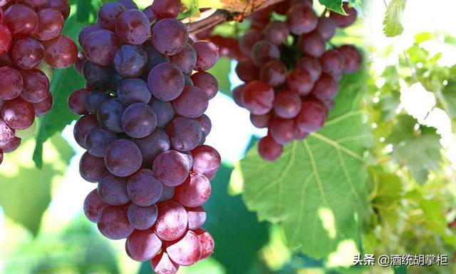 自酿葡萄酒多少度，制作葡萄酒的温度一般在多少度