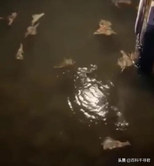 小鼯鼠:小鼯鼠怎么读 西班牙睡鼠和小飞鼠是一种动物吗？