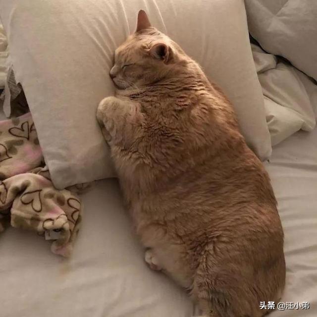 流浪狗和流浪猫评书:如今有许多流浪猫狗，该怎么办？
