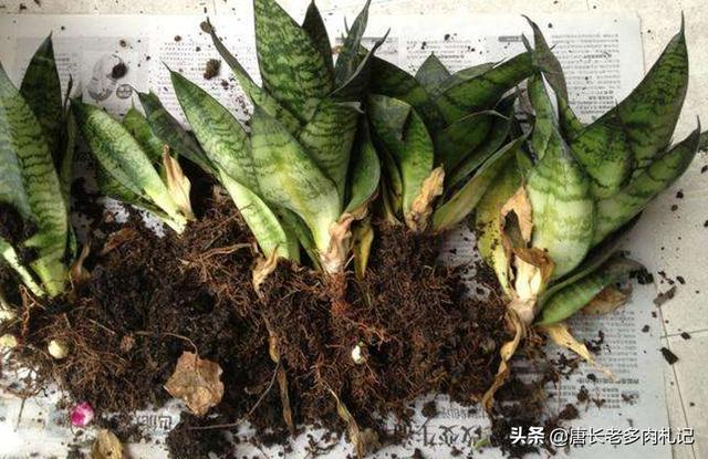 一叶兰l小盆怎样换大盆:君子兰换盆怎么换？原花盆里的土还要吗？