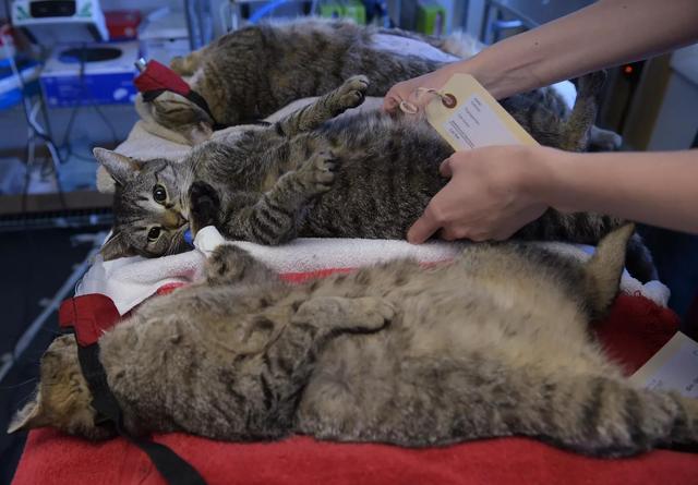 流浪狗和流浪猫:感觉现在农村很多流浪猫和流浪狗，应该怎么办？
