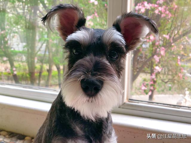 贝生吉犬是种好奇心很旺盛的狗:养狗为什么最好不要选择柯基犬？