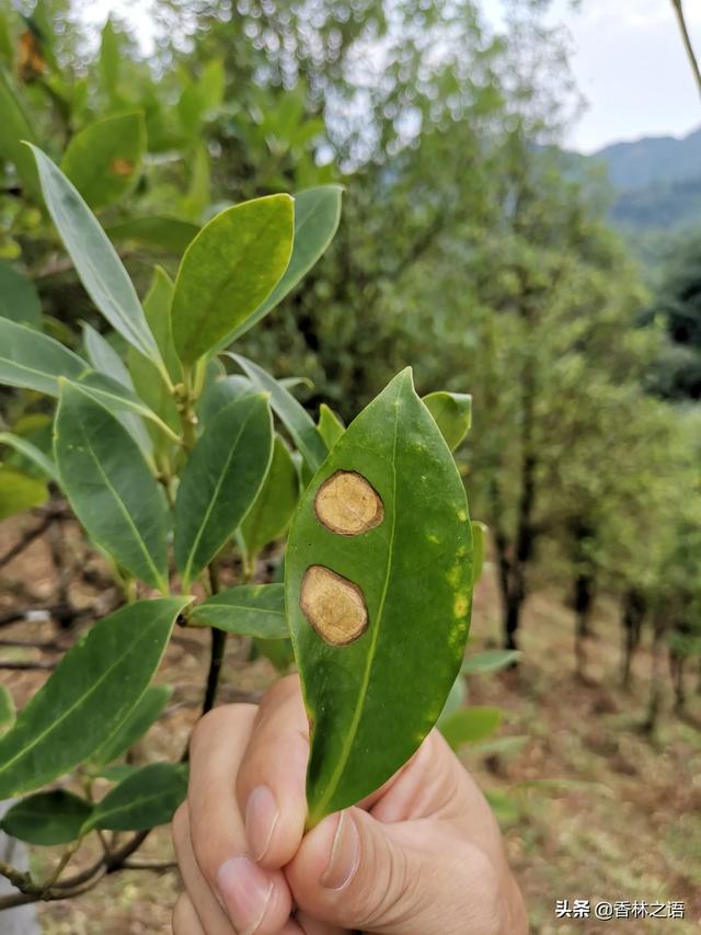 头条问答 - 八角炭疽病用什么药?(1个回答)