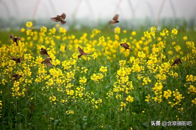 美国鸟类摄影:如何拍高速飞行的鸟？有什么相机推荐？ 美国鸟类 电影