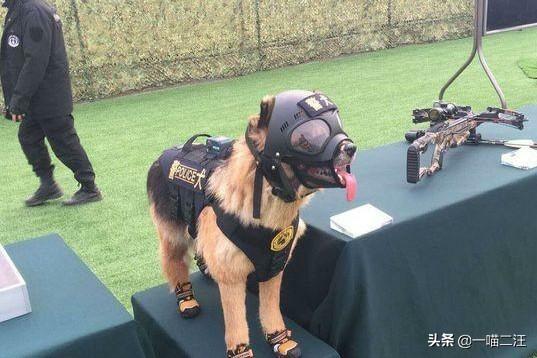 米格鲁犬遛弯能放狗绳吗:浙江宁波新规惹争议，遛狗必须纤绳戴嘴套，你支持吗？