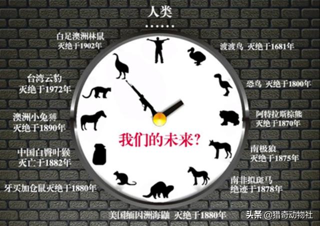 如何判断一个物种是否灭绝？