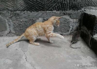 猫捉老鼠酷跑:猫抓到老鼠后，不是直接吃掉，而是玩耍，为什么老鼠不敢跑呢？ 猫捉老鼠超级玛丽版视频