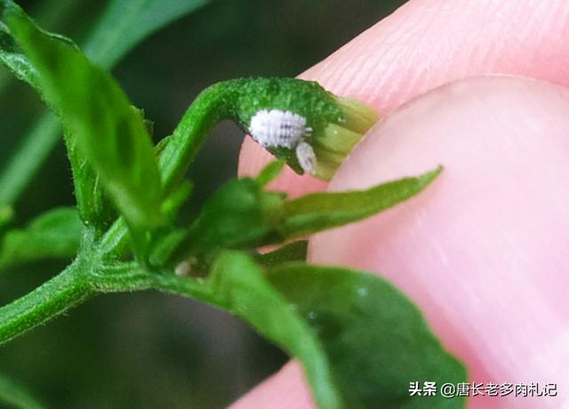 多肉酒精去介壳虫:多肉长介壳虫用酒精可以吗 多肉植物该不该在室外养？