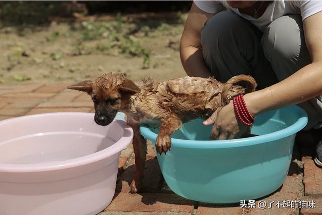狗狗社区:面对小区流浪狗有什么好的解决方法或者方案？