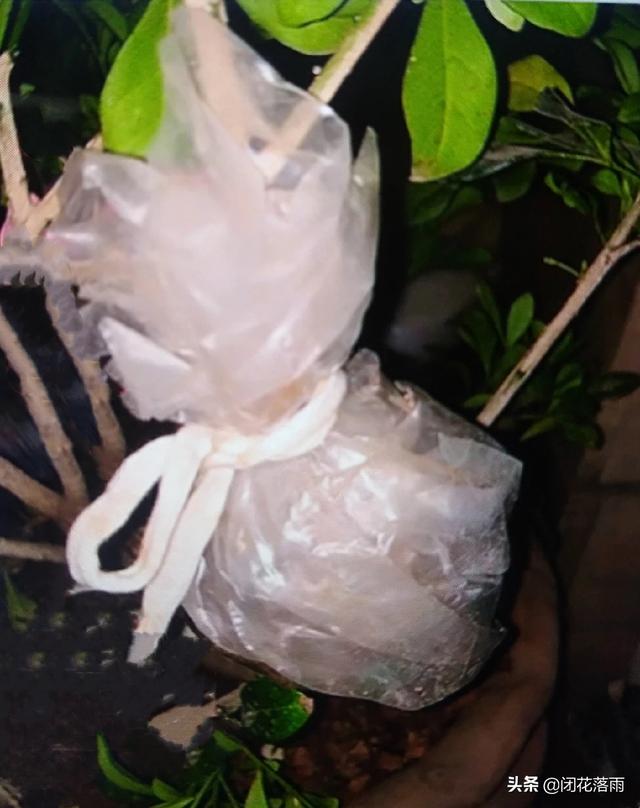 米兰花怎么繁殖:什么时候水培米兰好？为什么？
