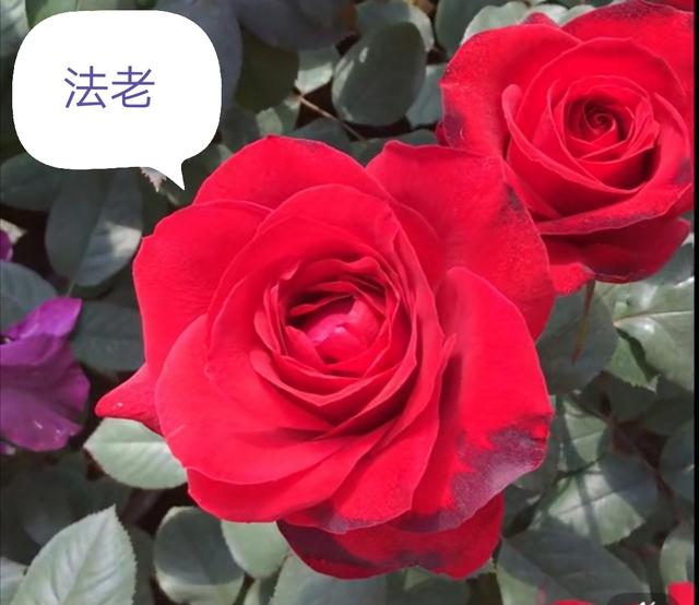 优秀月季花品种介绍百度网:名贵月季十大品种是哪些品种？