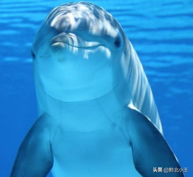 丹麦为什么杀海豚，海豚也出现类似于人类的抗生素耐药性问题了吗