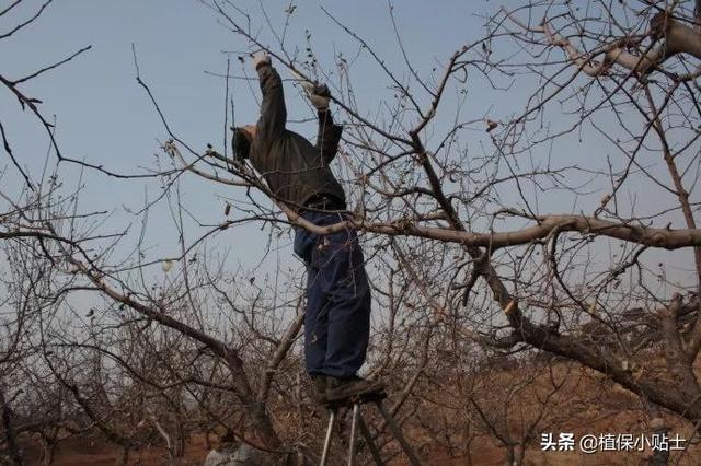 水果大战害虫加强版:果园管理病虫害和红蜘蛛，哪个月份最关键？需要什么措施？