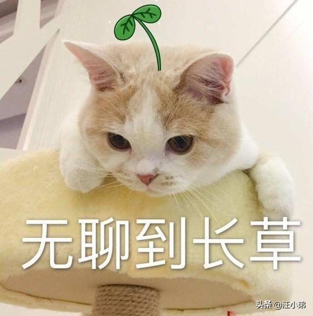 自动猫砂盆:猫喜欢玩大便和尿团，怎么办？