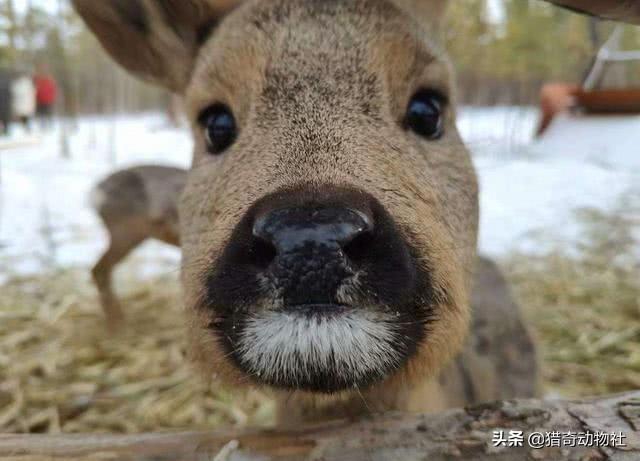 色狗狗网hd国语中字:东北的傻狍子究竟有多傻？ 有治狗狗马拉色菌的药吗