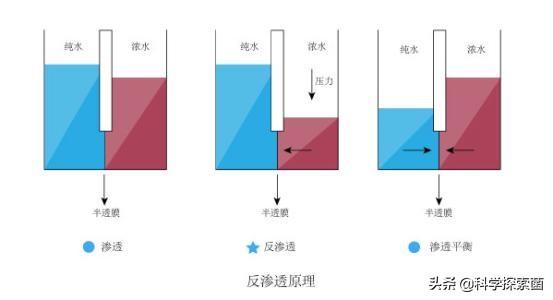 乌鱼诺卡氏菌病图片:生鱼诺卡氏菌病怎么治疗 盐不是有杀菌效果吗？为什么海里还有细菌？