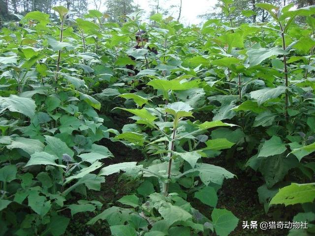 南美林猫你真的了解吗:为什么雪莲长在雪山上不怕冷，雪莲果难道不是雪莲花的果实吗？