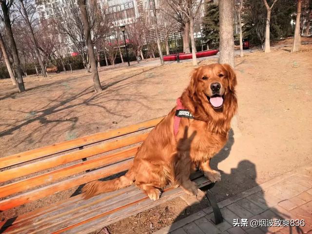 金毛狗狗图片:养拉布拉多和金毛，各自的优缺点是什么？