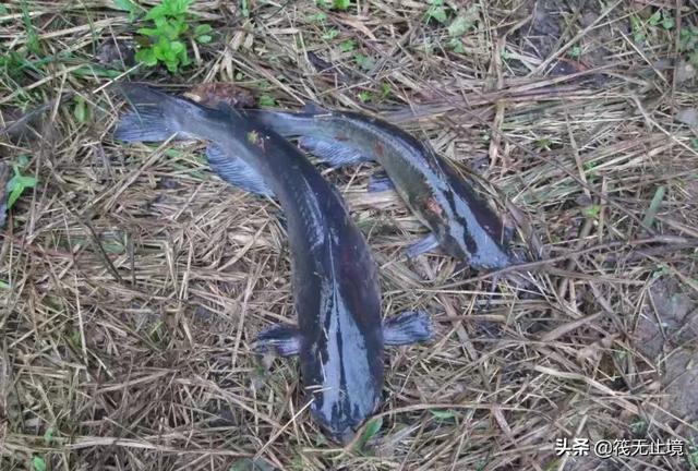 我手秃鹫的活饵:钓野生鲶鱼用泥鳅作饵，到底钩挂嘴、挂背还是挂尾巴呢？