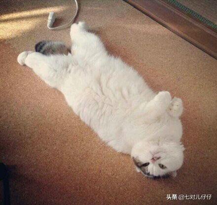 怎么确定猫咪认主人了:我对猫咪可用心了，它有哪些表现才能证明把我当主人了呀