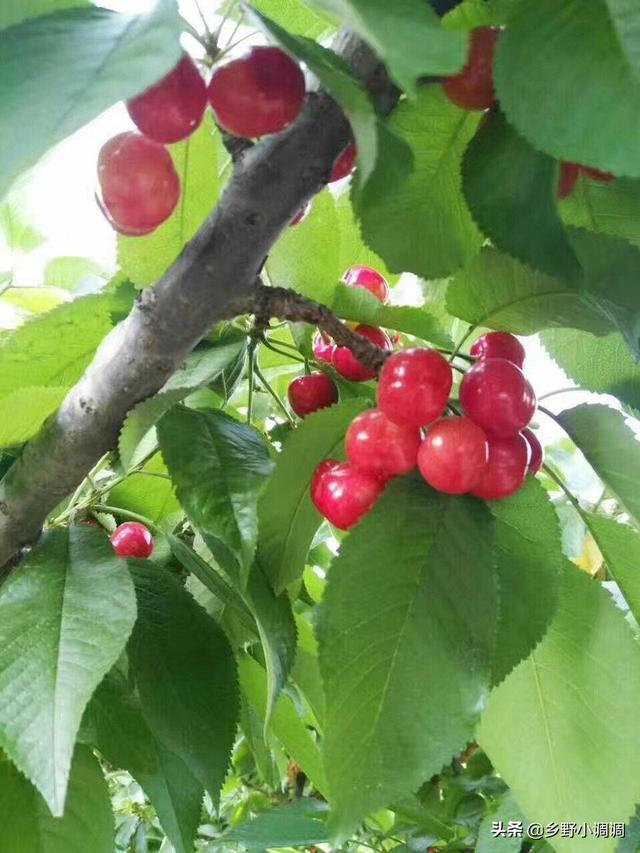 樱桃几年才结果子？只种一颗樱桃会结果子吗？