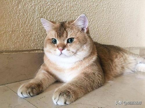 包子脸猫图片:猫脸变尖是什么原因？银渐层脸为什么会越来越尖？